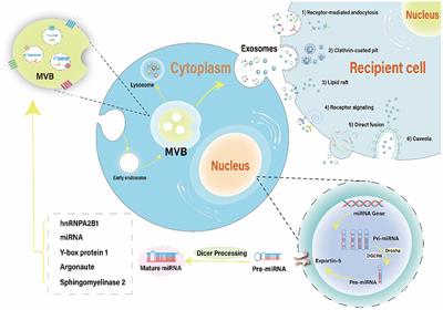 Exosome-derived microRNAs: emerging players in vitiligo